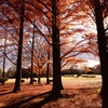 相模原公園にて メタセコイア並木 1