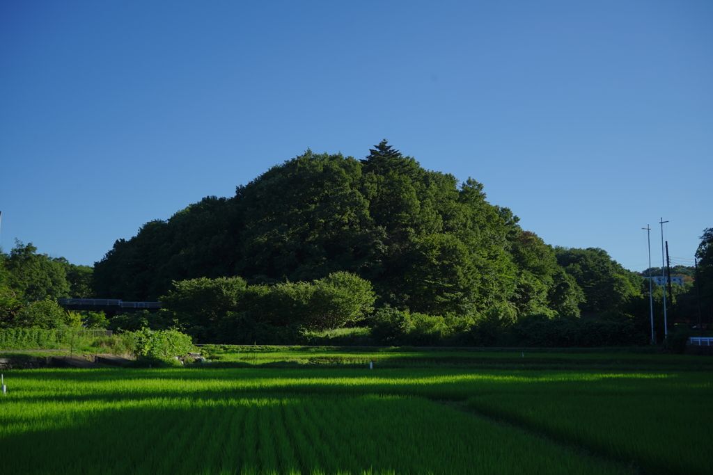 夏の裏山