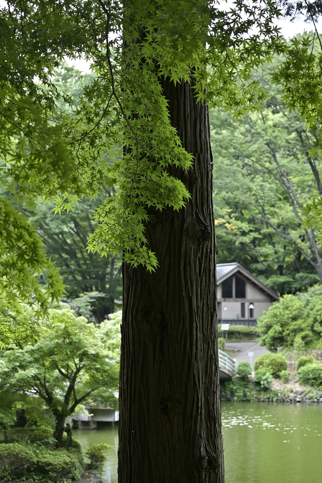 薬師池公園にて 2