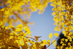 秋の新宿御苑にて 2025 1