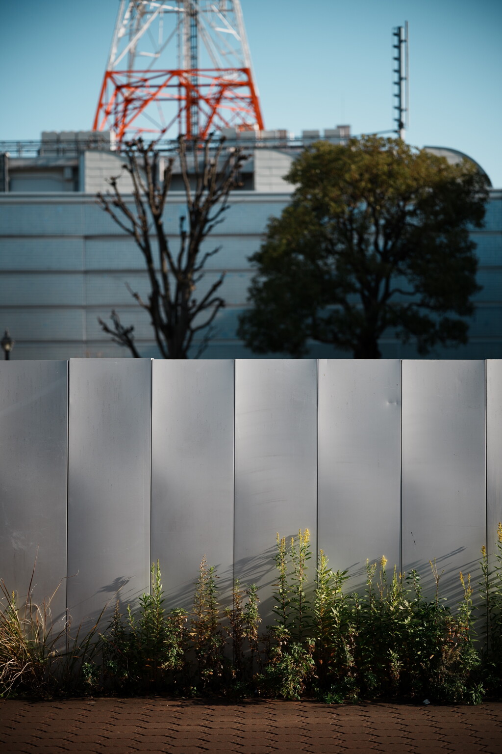 散歩スナップ 52