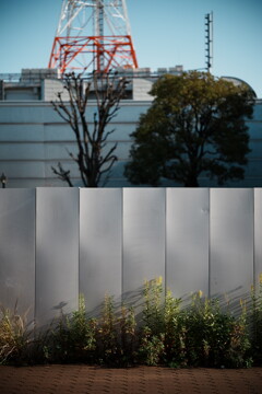 散歩スナップ 52