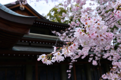 三島大社の桜　３