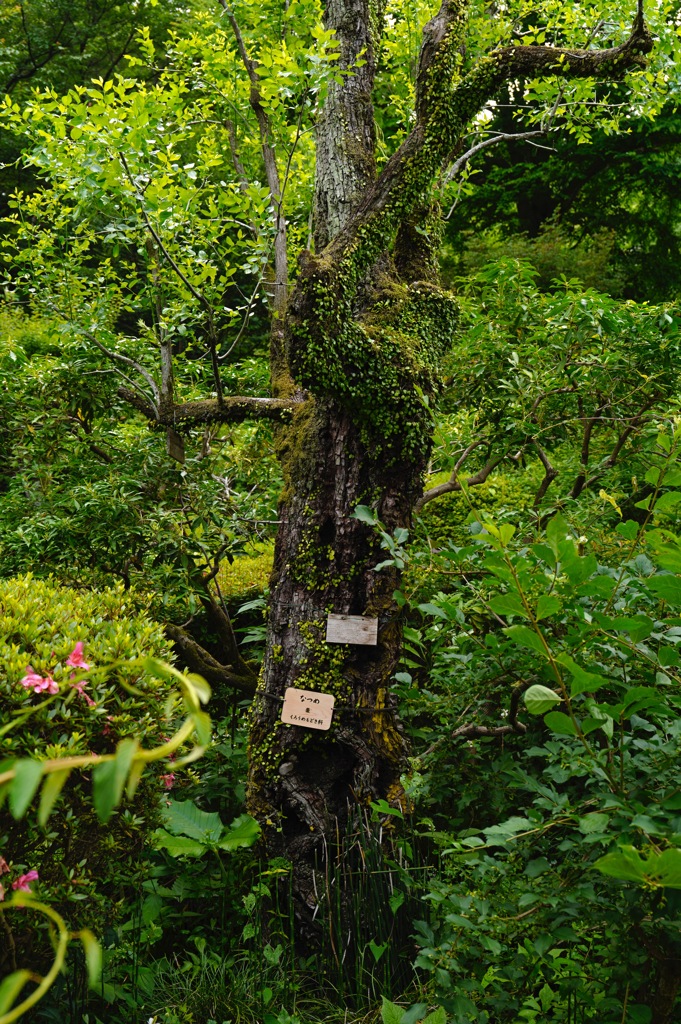 薬師池公園にて 5