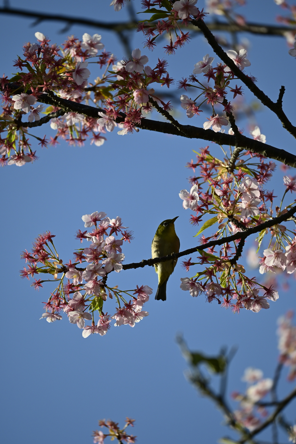 桜とメジロ