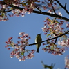 桜とメジロ