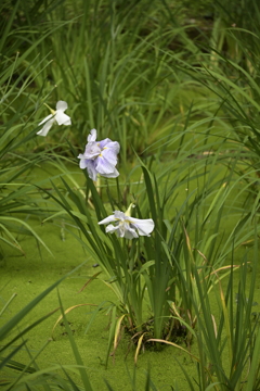 薬師池公園にて 3