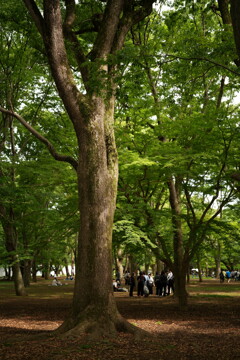 GWの代々木公園 4