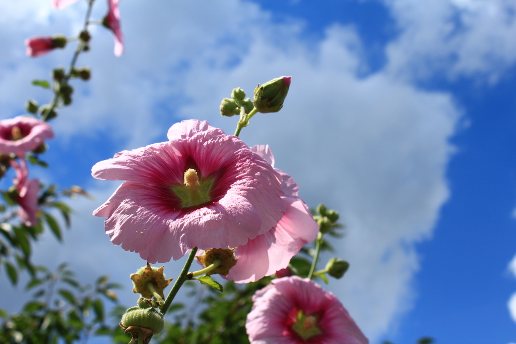 夏の日差し 花