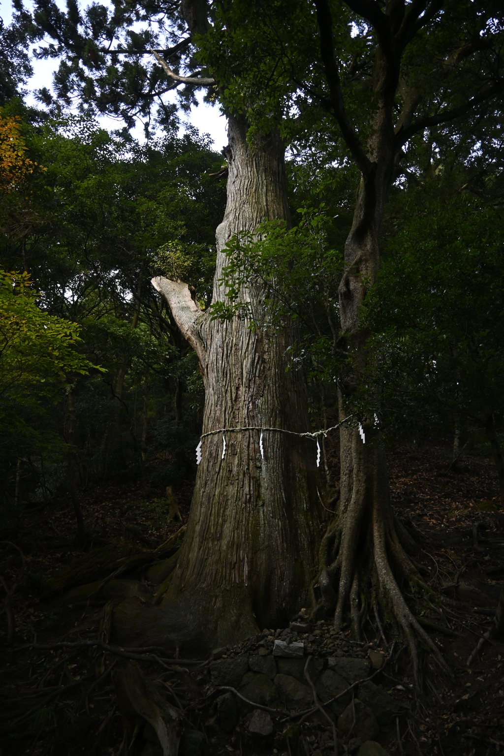 丹沢大山にて　絆の木