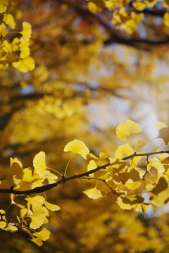 秋の新宿御苑にて 2025 2