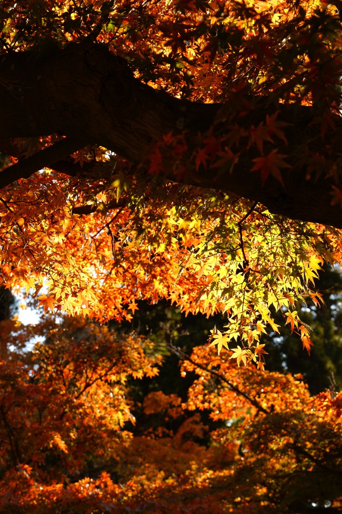 北鎌倉・円覚寺にて 紅葉2