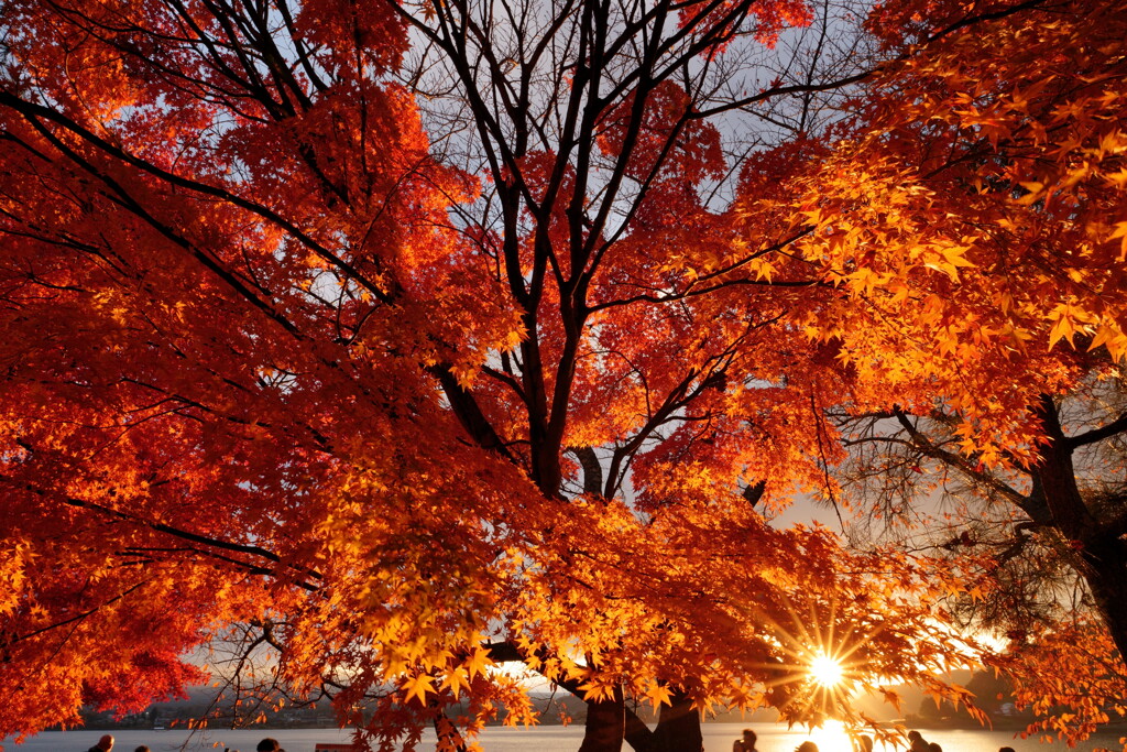 秋の河口湖にて 2025 6