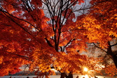 秋の河口湖にて 2025 6