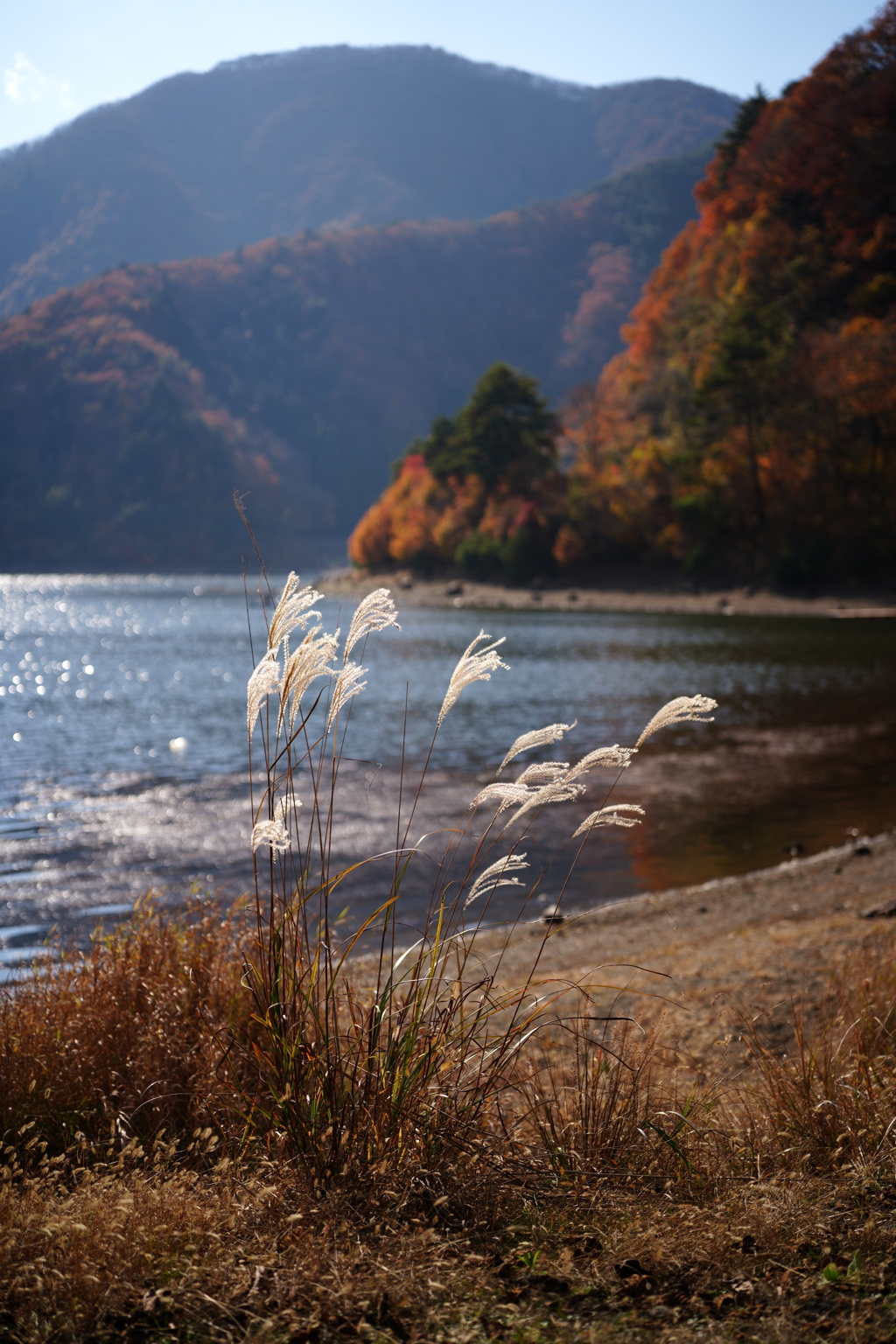秋の精進湖にて 2025 3