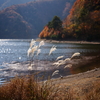 秋の精進湖にて 2025 3