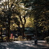 新宿十二社 熊野神社近くにて
