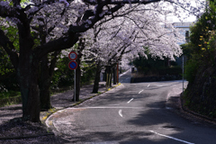 伊豆高原の桜道　１