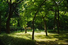 北の丸公園にて 2025 3
