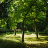 北の丸公園にて 2025 3
