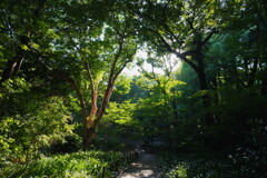 武蔵小山 林試の森公園にて 1