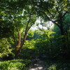 武蔵小山 林試の森公園にて 1