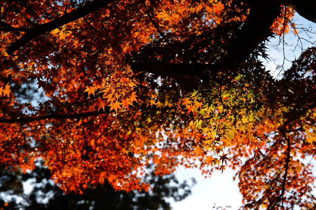 北鎌倉・円覚寺にて 紅葉3
