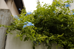 散歩スナップ　8