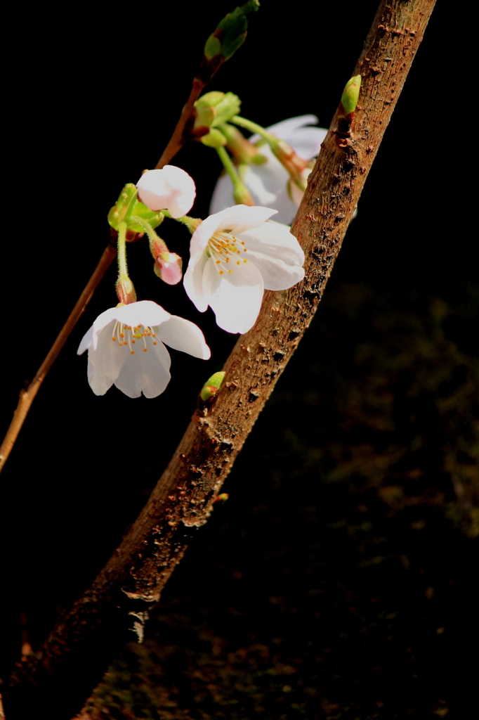桜　静かなる花