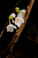 桜　静かなる花