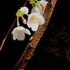 桜　静かなる花