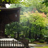 豪徳寺にて 3