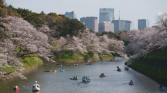 千鳥ヶ淵の桜並木