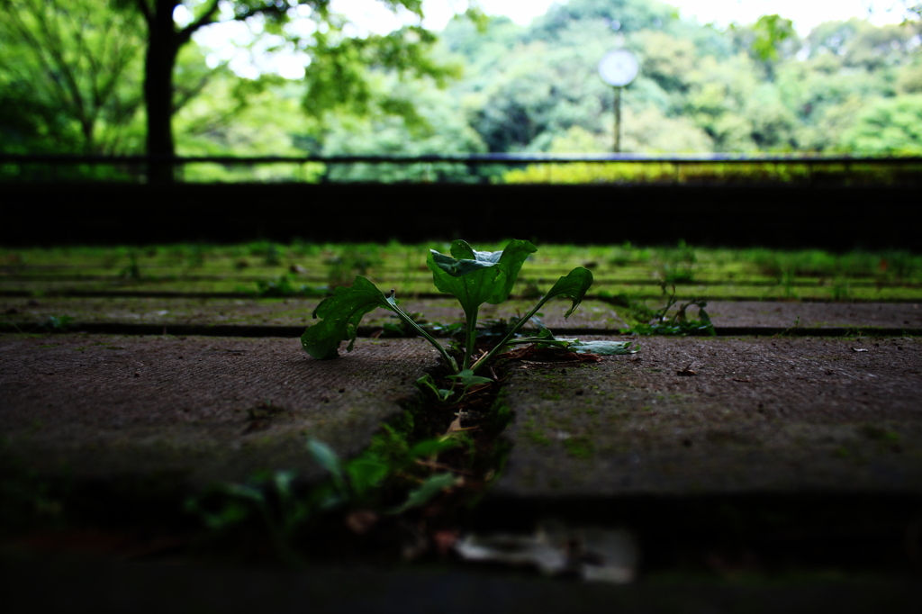 小さな草