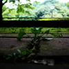 小さな草