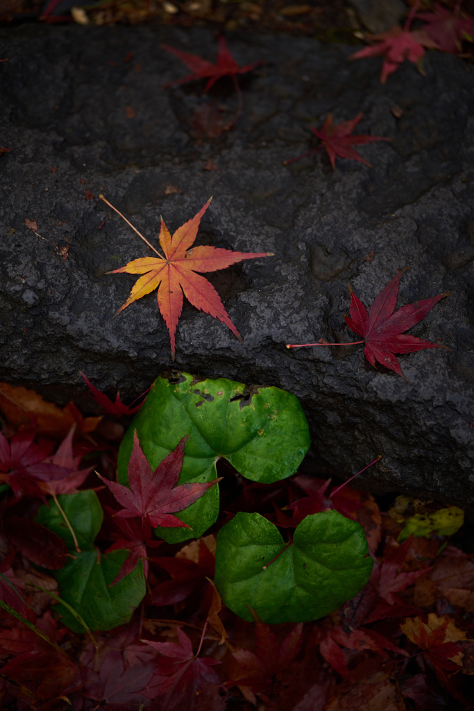 晩秋の日比谷公園にて 2