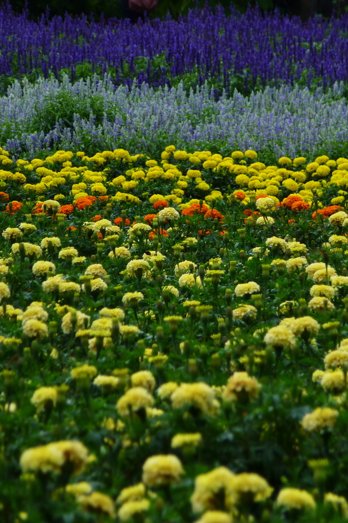 北海道にて　花畑