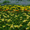 北海道にて　花畑