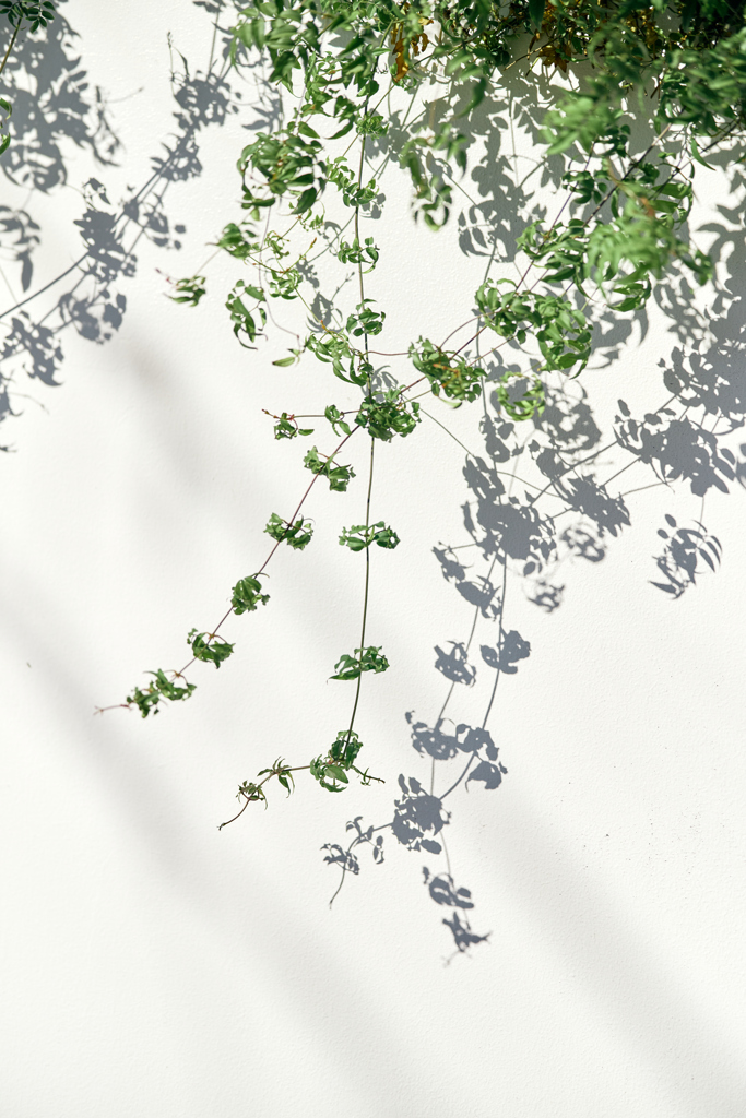 散歩スナップ 49