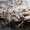 井の頭恩賜公園の桜 2