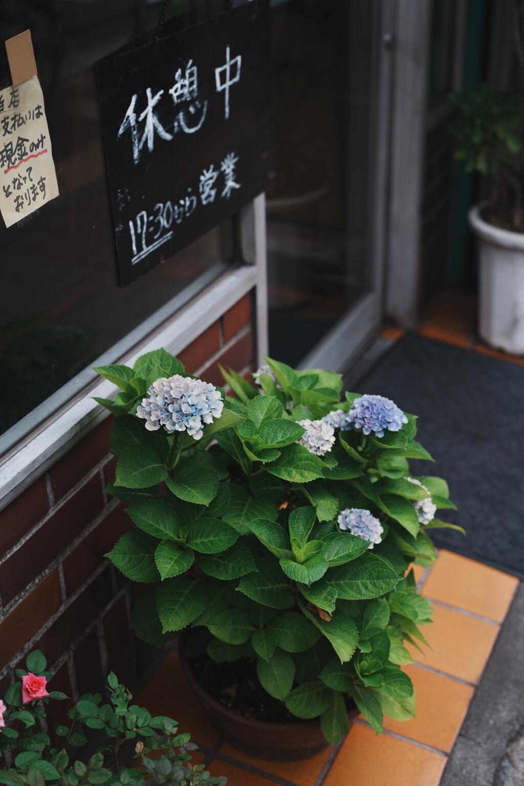 散歩スナップ 紫陽花