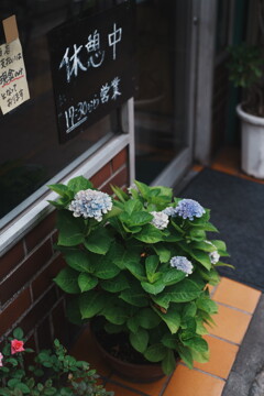 散歩スナップ 紫陽花