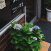 散歩スナップ 紫陽花