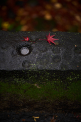 晩秋の日比谷公園にて 3