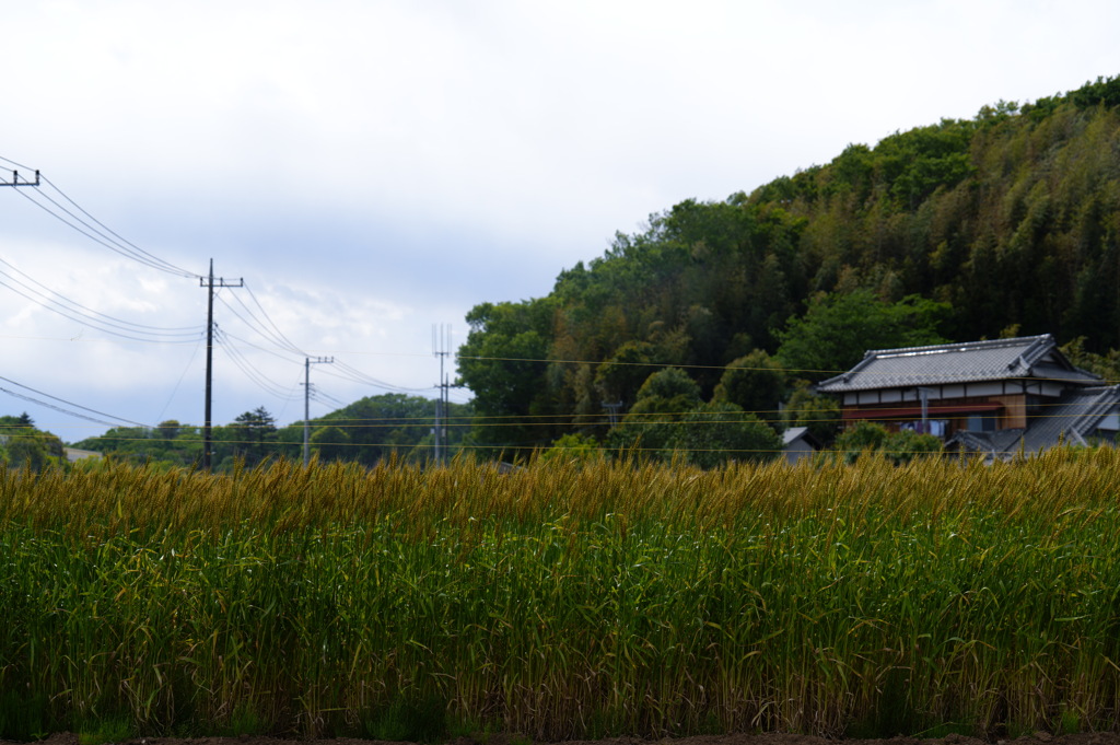寺家ふるさと村にて 9