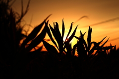 夕暮時　４