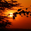 蔓と夕暮　２