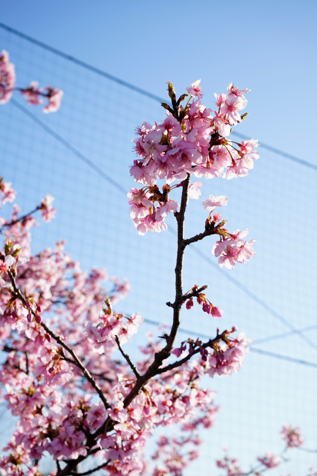 河津桜 1