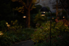 散歩スナップ 50