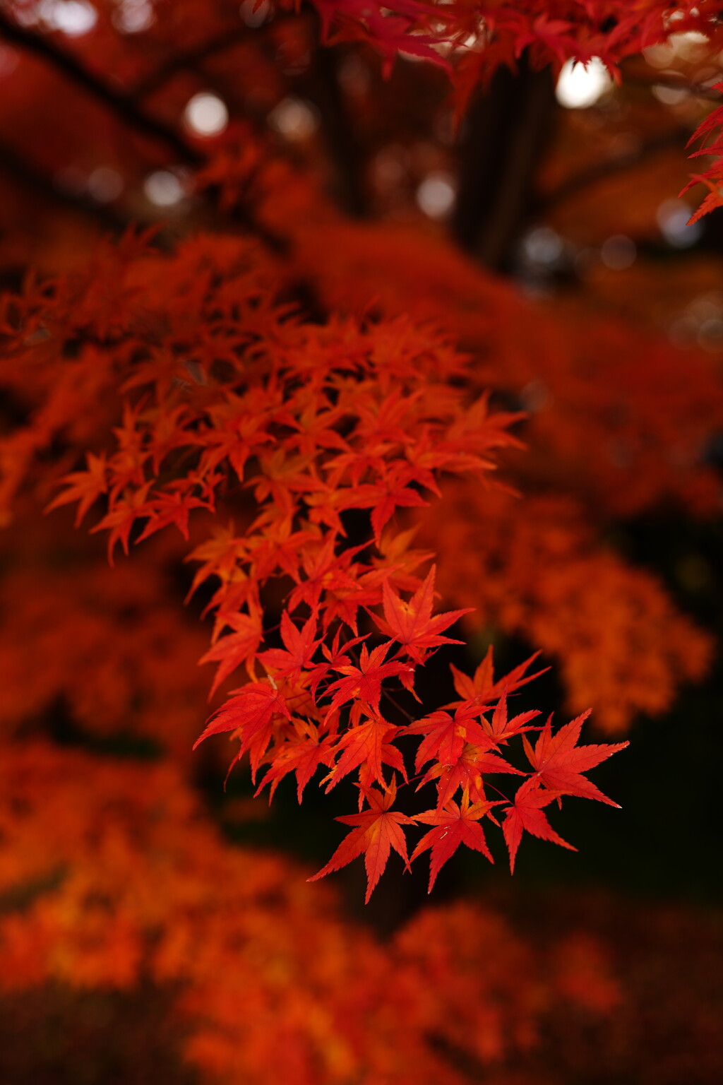 秋の河口湖にて 2025 7